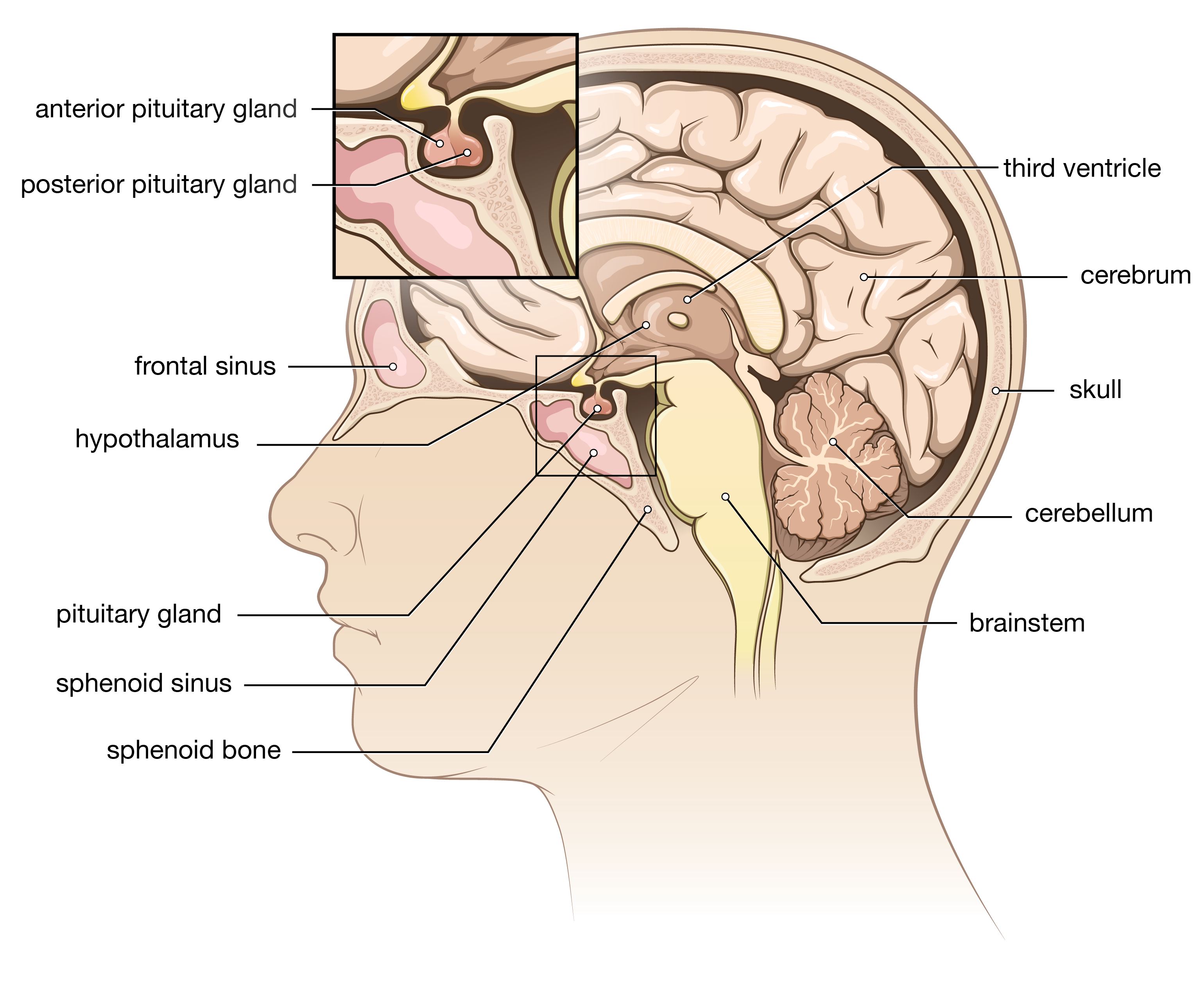 Pituitary Gland Brain Diagram