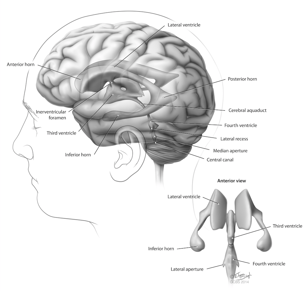 Brain Anatomy - Goodman Campbell