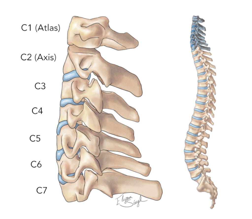 Cervical Spinal Anatomy