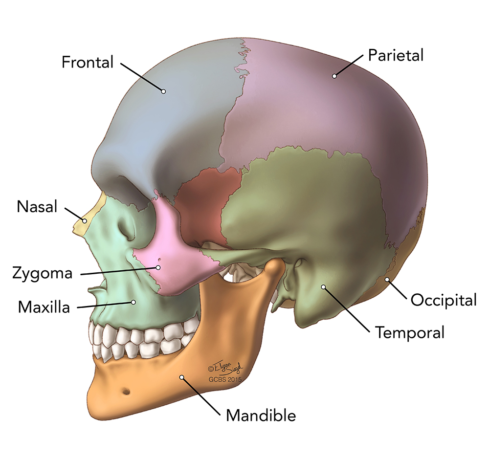 anatomy of skull